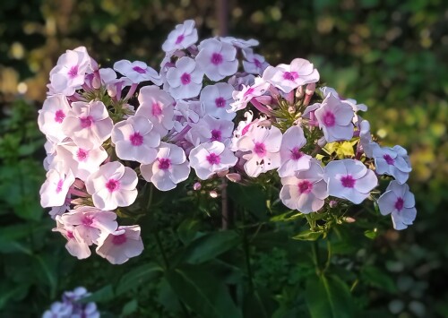 old-seedling-3-aug5ebbfe3c53caa9ba.jpg